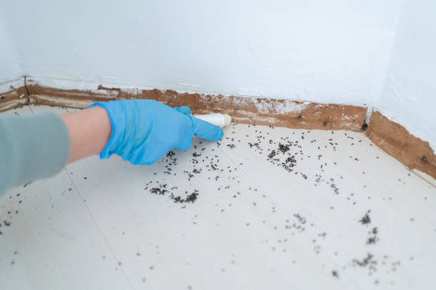 Best Cockroach Control Services  in Coleytown, CT